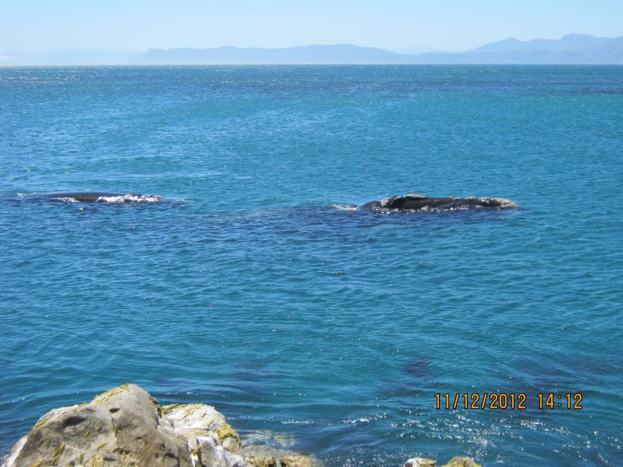 Appartamento Royal Albatros Gansbaai Esterno foto